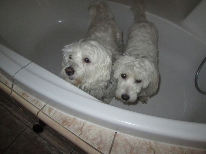dva psíci ve vaně